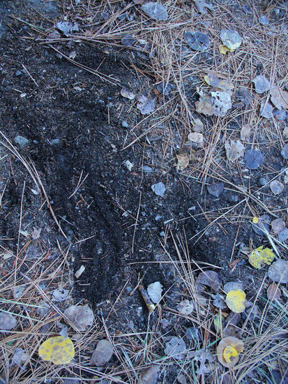 Und was ist denn das...? Frische Kratzspuren...