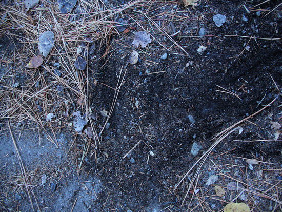 Die Rangerin klärt uns auf...: Ein Bär war während der Nacht im CP und hat nach Nahrungsmittel gesucht...! UUuuups, der war ca. 200 kg schwer...; gehört habe ich nichts...!