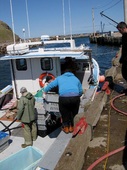 An Land gehievt durch kräftige Arme...; immerhin - ein Korb wiegt rund 50 kg...
