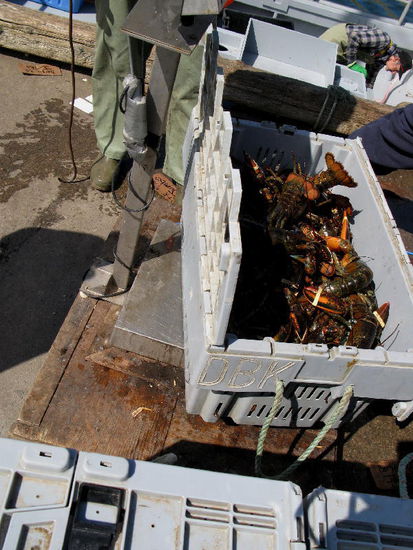 Gewogen und ausgeglichen - jetzt stimmt das Gewicht, genau 50 kg...! Die Körbe werden in die Halle gefahren und dort einige Stunden im frischen Meerwasser eingelagert bis sie im Kühlwagen abtransportiert werden...