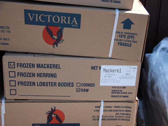 Die Hummer-Köder für die Reusen...