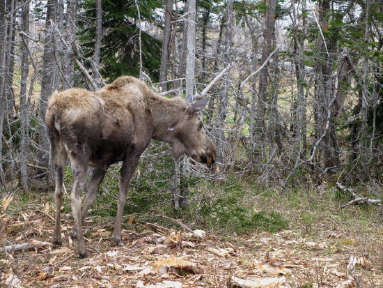 Pssst - schau nach rechts - direkt an der Strasse eine Elchkuh...