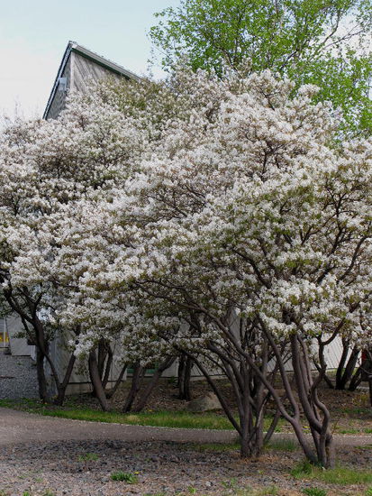 Obwohl die Gegend recht rauh wirkt, auch hier ist der Frühling eingezogen...; blühende Felsenbirnen...; in Chéticamp finden wir einen ruhigen Stellplatz für die Nacht...
Am nächsten Morgen verlassen wir Nova Scotia; Unser Ziel: Prince Edward Island oder kurz "PEI" genannt...