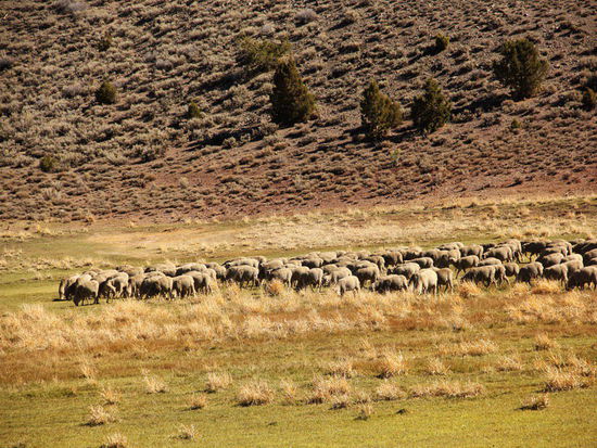 Eine Schafherde am Wegesrand...