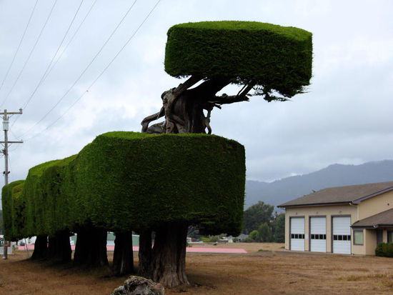 Ein sehr spezieller Baumschnitt...