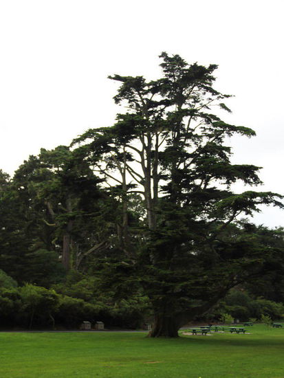 Im Golden Gate Park...