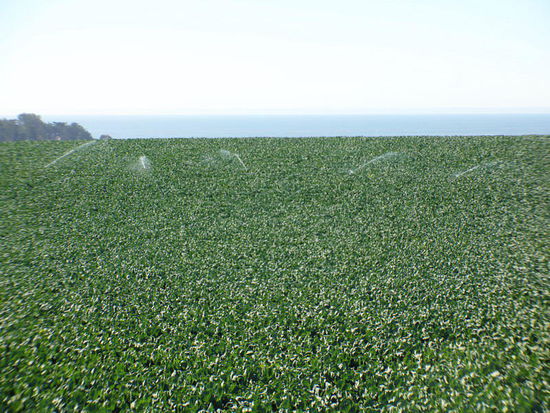 Quizfrage... was wird hier angepflanzt...?