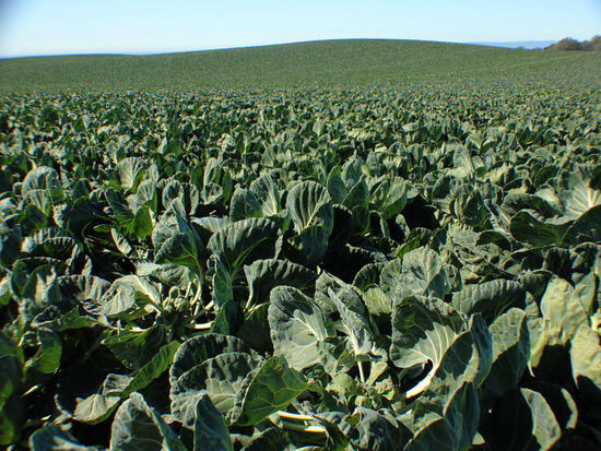 Die Antwort: ein riesiges Feld mit Rosenkohl....; schön in Reih und Glied...; die Grösse des Feldes ist immens und für uns kaum vorstellbar...