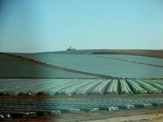 Erdbeeren für Europa zur Weihnachts- und Festtagszeit...?