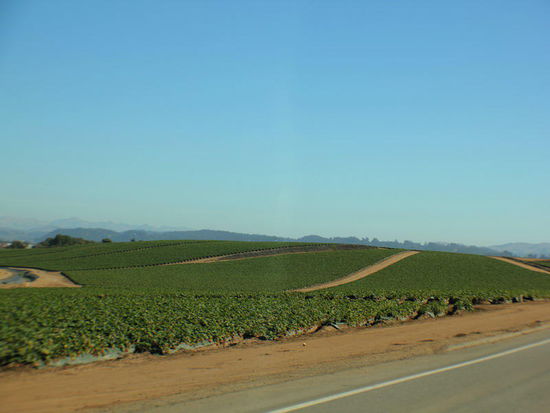 Noch mehr Erdbeeren...!
