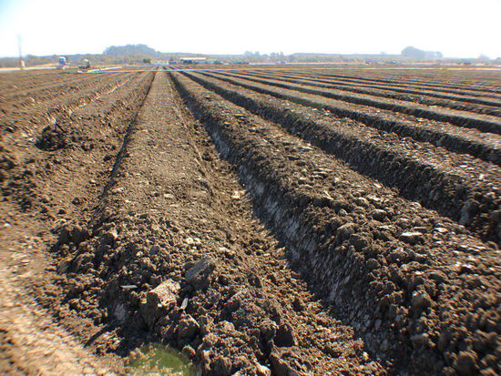 Und so sieht's aus - vorbereitet zum Auspflanzen...; riesige Felder - eher Plantagen....