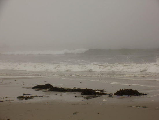 Kurz nach Monterray fahren wir auf den 17 Miles Drive...; es ist eine tolle Strecke durch sehr schöne Baumbestände und dem Meer entlang...; leider im Nebel...