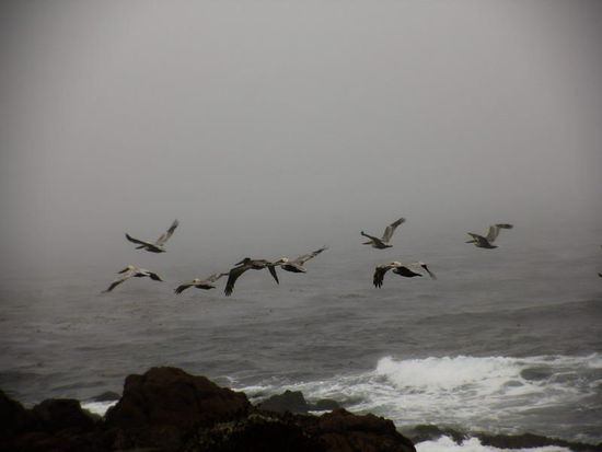 Eine Schar braune Pelikane...