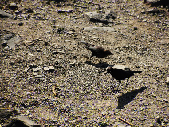 Doch noch Wildtiere gefunden...