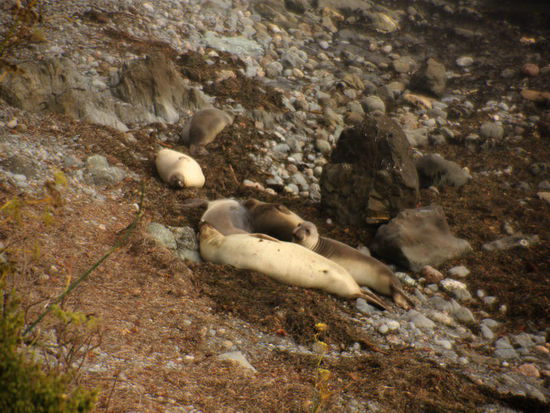 In Cambria entdeckt...