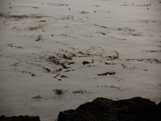 Ein brauner Pelikan fliegt übers Wasser...