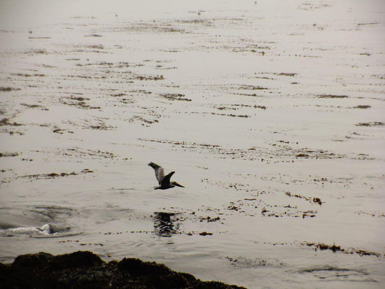 Und als ob nichts geschehen wäre, fliegt er weiter...