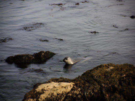 Der wär denn doch zu gross gewesen...