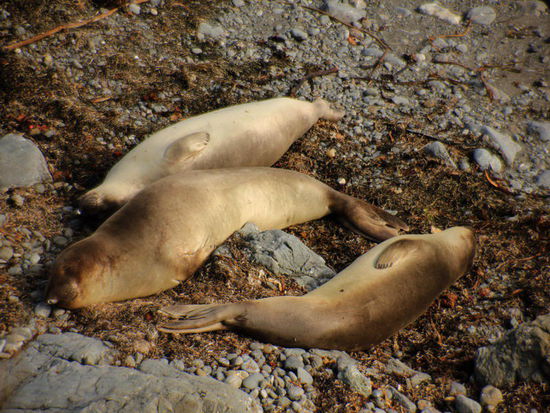 Faul, schläfrig, "b'häbig" auf dem Land...