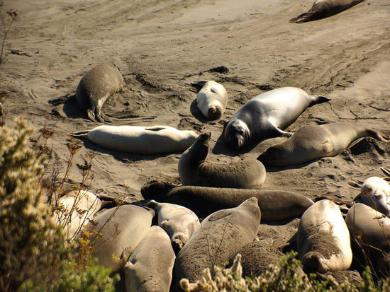 Mal schleicht ein junger Bulle in die Herde....