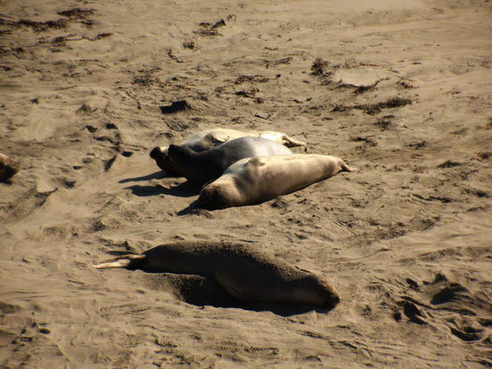 Schnell legt er sich zwischen zwei Weibchen... und beschnuppert sie...