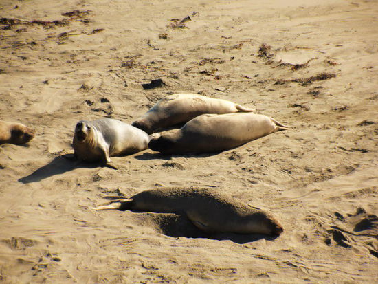 Nichts zu machen...; halt doch noch ein "Placebo"-(Hirsch)See-Elefant...