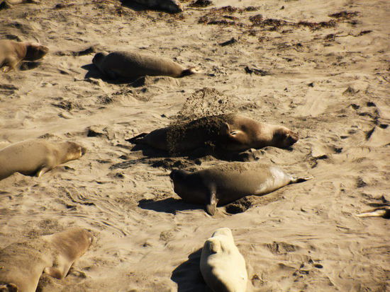 Längst ist wieder Ruhe eingekehrt...; elegant, wie die Damen sich Sand mit den "Vorderärmchen" - Flossen auf Bauch und Rücken werfen, um sich zu kühlen oder Insekten zu vertreiben...