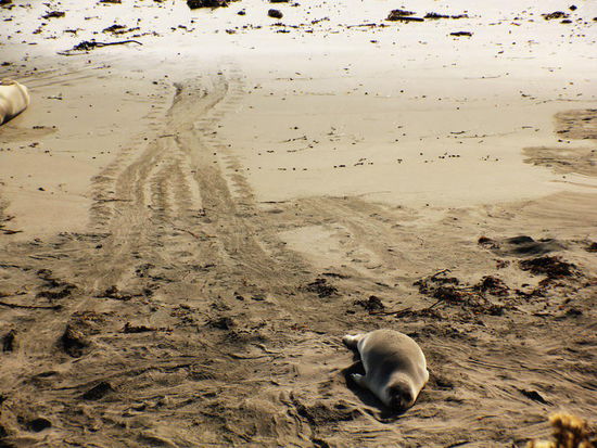 "Zwei Spuren im ..."