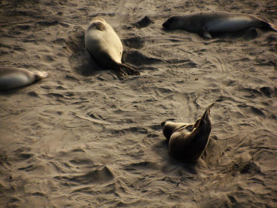Mal drehen wär auch nicht schlecht...; gut für die Verdauung... oder die andere Seite sollte auch noch gewärmt werden...