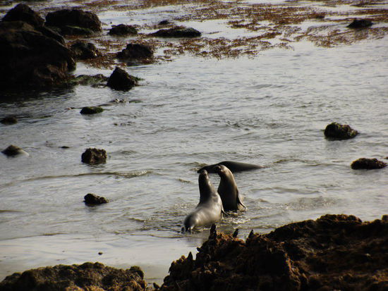 Sie schreien, rülpsen und "gorpsen"...; wer lauter kann ist der Stärkere...