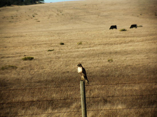 Im Vorbeifahren noch schnell erwischt...; ein Bussard....