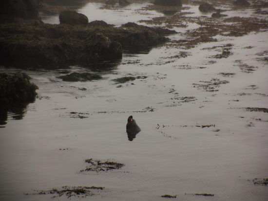 Sie brüllen... - bald ist Brunftzeit...