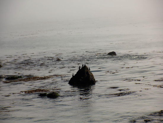 Die Kormorane auf der vorgelagerten Insel interessiert das Treiben überhaupt nicht...