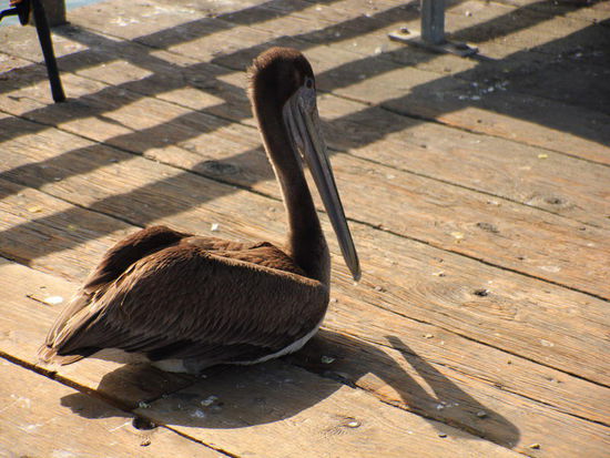 Spannend ist es alleweil, was man da alles antrifft...; mal wieder braune Pelikane...