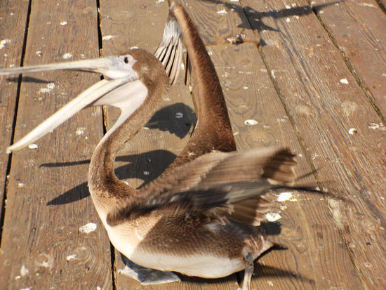 Die lassen sich nicht mal gross stören...; warum wohl...?