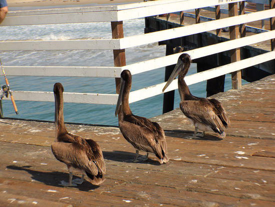 Und wieder warten sie geduldig bis...