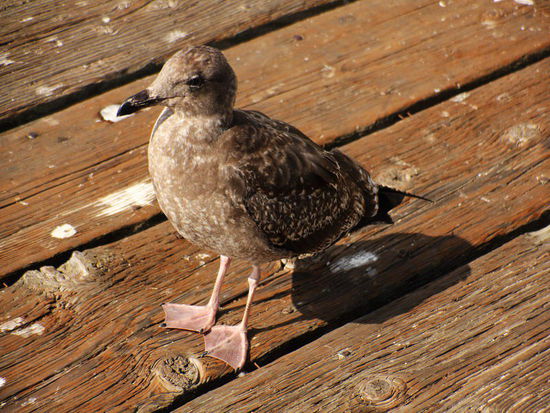 Gibt es für mich auch mal ein essbares Flugobjekt...'