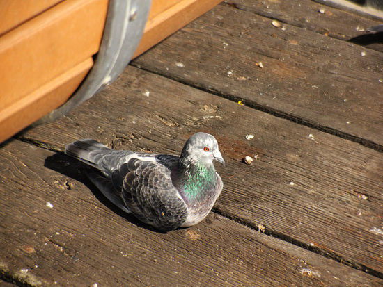 Mich interessiert das nicht, hab nicht gerne Fisch...