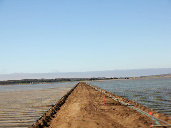 Schier endlose Kulturen...; zu Weihnachten gibt's frische Erdbeeren...