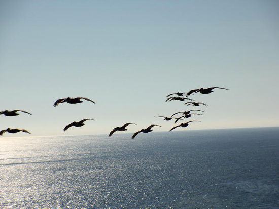 Eine Schar Pelikane...