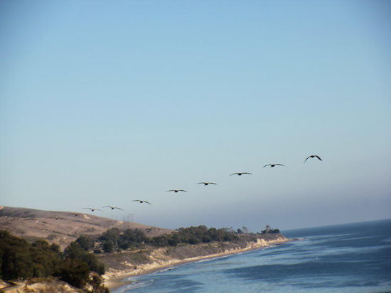 Imposant, wie sie dahinfliegen...