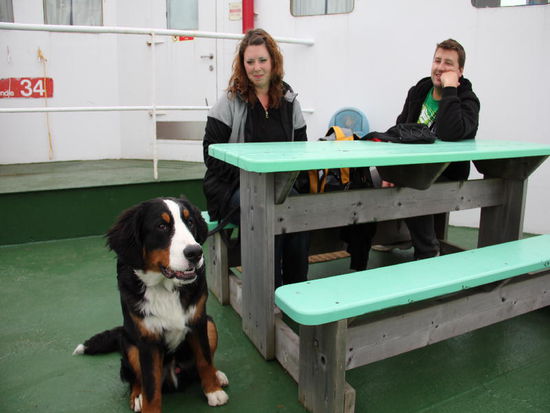 Ein "Berner Sennenhund" aus einer Zucht in Halifax...