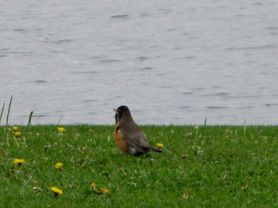 Gefiederte Mitbewohner...