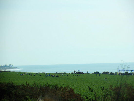 Unterwegs nach LA...; Arbeiter pflücken Erdbeeren...
