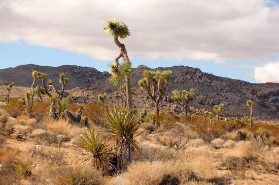 Wir sind im Joshua Tree NP... und haben den Osteingang gewählt...