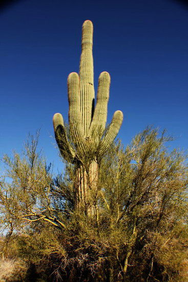 Wir sind im Tonto National Forest...