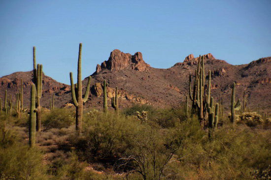 Saguaro Kakteen...