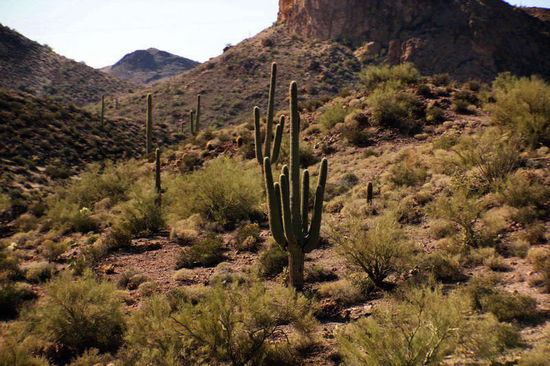 Diese Landschaft mit den Kakteen gefällt ausserordentlich...