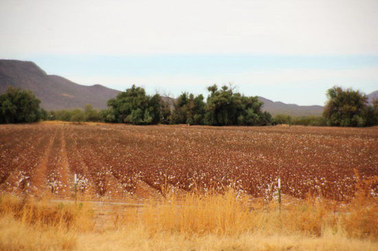 Wir verabschieden uns von Tucson und fahren der mexikanischen Grenze entlang...; hier im Bild Baumwollfelder...