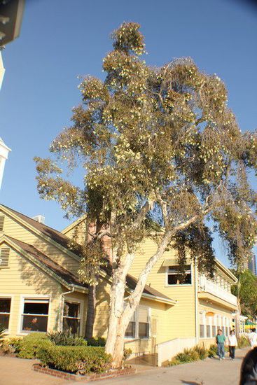 Wir fahren ins Seaport Village und flanieren an bester Lage...